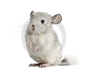 Chinchilla on hind legs, isolated photo