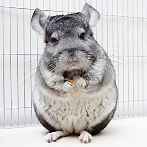 Chinchilla in his cage photo