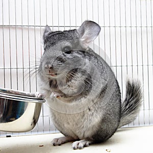 Chinchilla in his cage photo