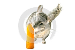 Chinchilla ice lolly