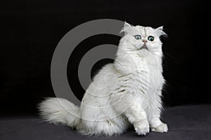 Chinchilla Persian Domestic Cat against Black Background