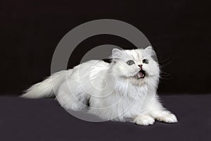 Chinchilla Persian Domestic Cat with Green Eyes, Adult Miaowing against Black Background