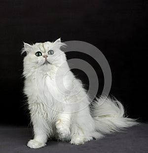 Chinchilla Persian Domestic Cat with Green Eyes, Adult sitting against Black Background