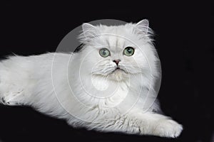 Chinchilla Persian Domestic Cat with Green Eyes, Cat laying agaisnt Black Background