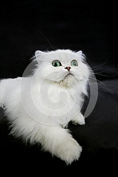 Chinchilla Persian Domestic Cat with Green Eyes, Cat laying agaisnt Black Background