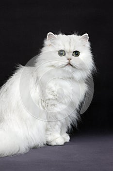 Chinchilla Persian Domestic Cat with Green Eyes, Cat sitting agaisnt Black Background