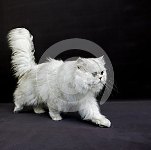 Chinchilla Persian Domestic Cat with Green Eyes, Cat standing agaisnt Black Background