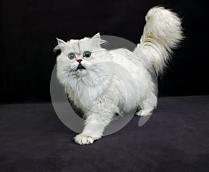 Chinchilla Persian Domestic Cat with Green Eyes, Cat standing agaisnt Black Background