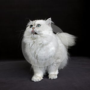 Chinchilla Persian Domestic Cat with Green Eyes, Cat standing agaisnt Black Background