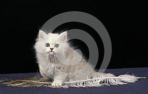 Chinchilla Persian Domestic Cat, Kitten playsin with Feather against Black Background