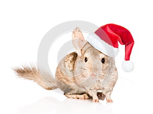 Chinchilla in red christmas hat. isolated on white background
