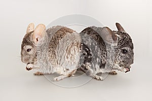 Chinchilla rodent domestic pet animal