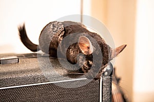 Chinchilla sitting on an amp