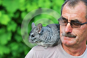 Chinchilla sitting on the shoulder. chinchilla sitting on the shoulder