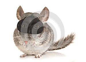 Chinchilla theif