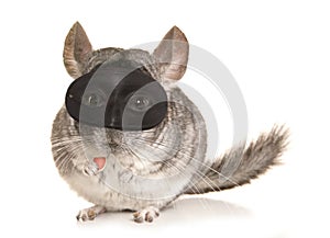 Chinchilla theif photo