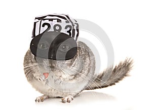 Chinchilla theif