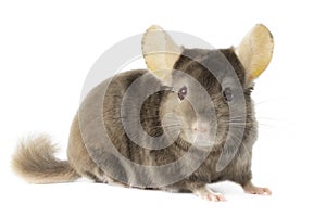 Chinchilla