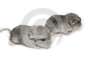 chinchillas photo