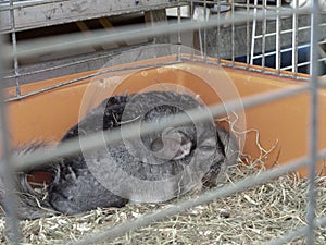 Chinchillas for sale as pets in street market. They come originally from South America. Cute. photo