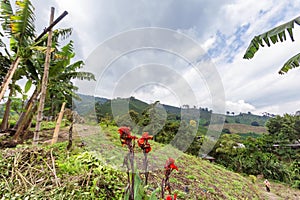 Coffee plantation and flowers photo