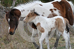 Chincoteague Mare and Buckskin Pinto Foal