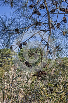 Chincoteague National Wildlife Refuge Loblolly Pine Cones and Needles