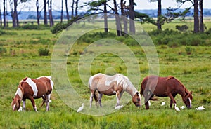 Chincoteague Ponies