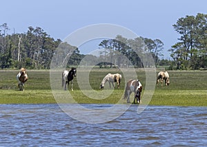 Chincoteague Ponies Grazing Along Chincoteague Bay