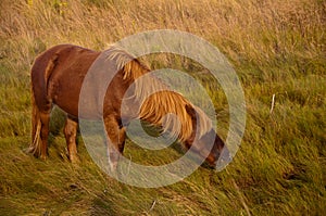 Chincoteague Pony