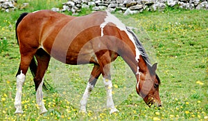 Chincoteague Pony