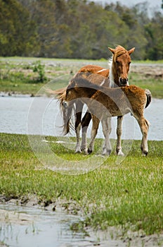 Chincoteague Pony, also known as the Assateague horse
