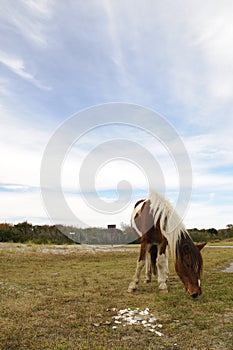 Chincoteague Pony Chance