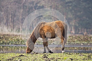 Chincoteague pony grazing in front of a lake on a sunny day