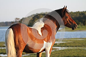 Chincoteague Stallion by the Bay