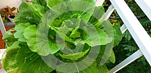 Chineese cabbage plant