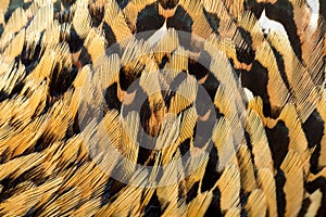 Chineese ringneck pheasant feathers background