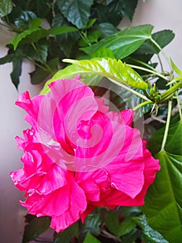 Chineese rose photo