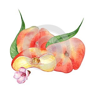 Chines fig peaches and half with leaves watercolor illustration isolated on white. Ripe fruits painting. Flat peach hand