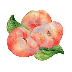 Chines fig peaches and leaves watercolor illustration isolated on white. Whole ripe fruits painting. Flat peach hand