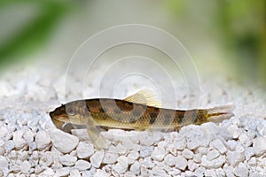 Chinese algae eater catfish