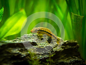 Chinese Algae Eater in fish tank Gyrinocheilus aymonieri photo
