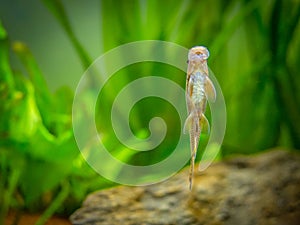 Chinese Algae Eater Gyrinocheilus aymonieri eating on the aquarium glass