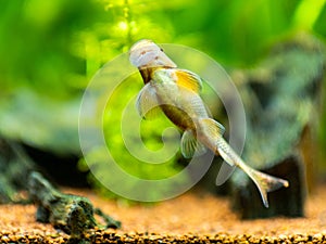 Chinese Algae Eater Gyrinocheilus aymonieri eating on the aquarium glass