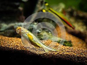 Chinese Algae Eater Gyrinocheilus aymonieri eating on the aquarium glass photo