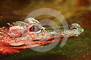 Chinese Alligator