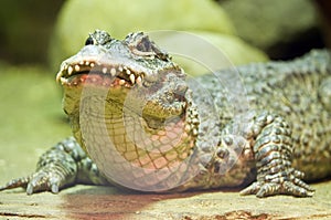 Chinese Alligator
