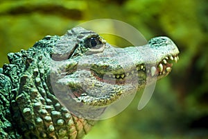 Chinese Alligator