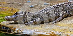 Chinese alligator