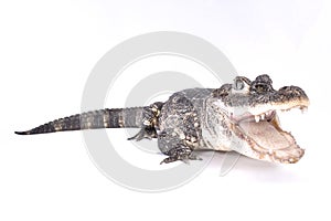 Chinese alligator, Alligator sinensis